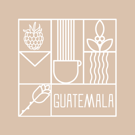 Guatemala Ocaña Geisha غواتيمالا اوكانا قيشا